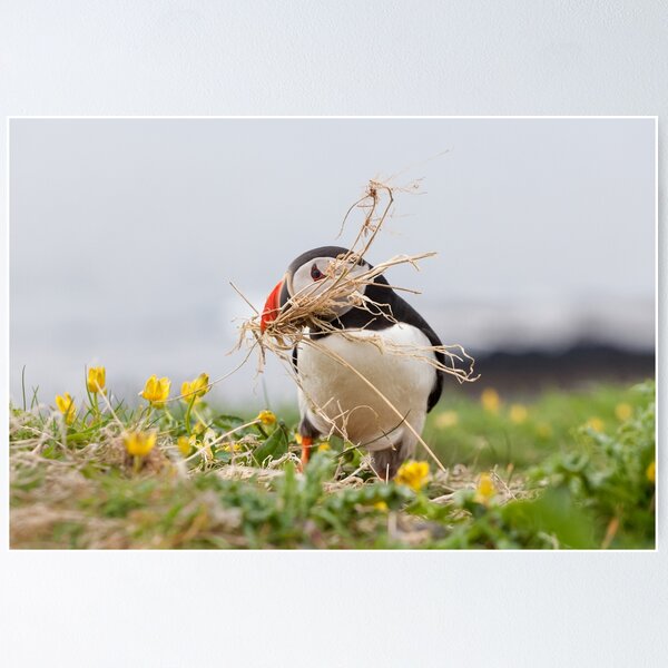 Item preview, Puffin Nesting designed and sold by heidipics.