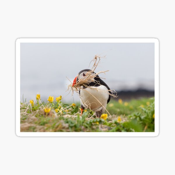 Item preview, Puffin Nesting designed and sold by heidipics.