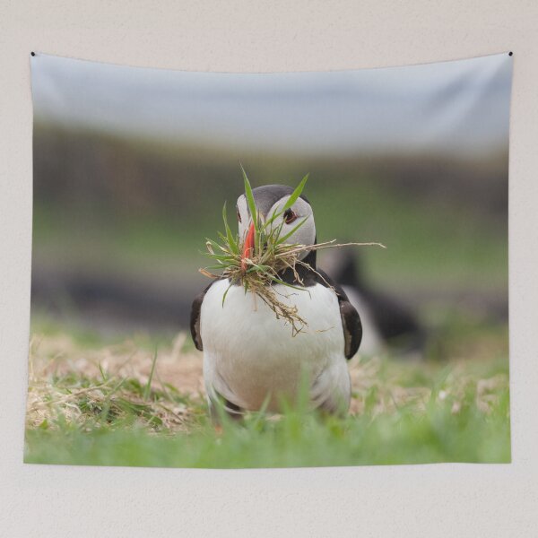 Item preview, Atlantic Puffin with Nesting Material designed and sold by heidipics.