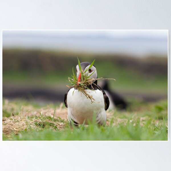 Item preview, Atlantic Puffin with Nesting Material designed and sold by heidipics.
