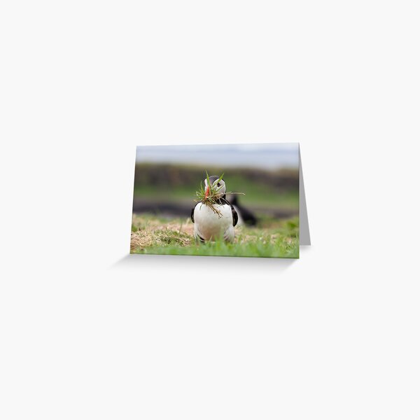 Item preview, Atlantic Puffin with Nesting Material designed and sold by heidipics.
