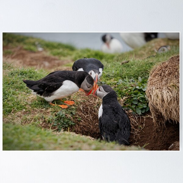 Item preview, Three Atlantic Puffins designed and sold by heidipics.