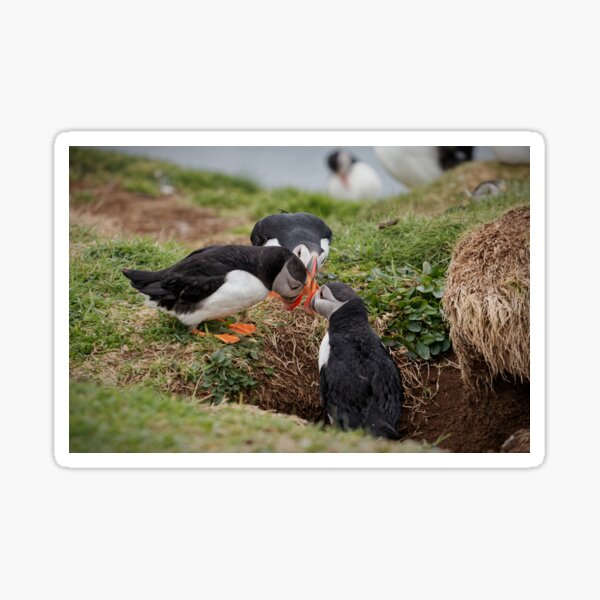 Item preview, Three Atlantic Puffins designed and sold by heidipics.