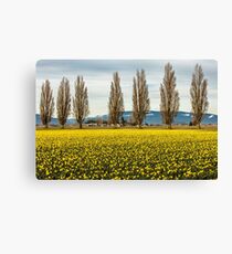 Spring in the Skagit Valley! Canvas Print