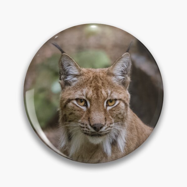 Aperçu de l'œuvre Lynx créée et vendue par WildEncounters.
