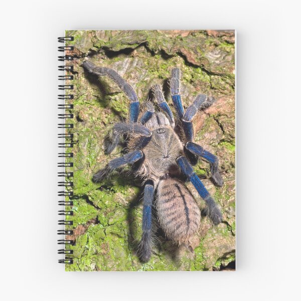 Item preview, Cobalt Blue Tarantula designed and sold by Kawka.