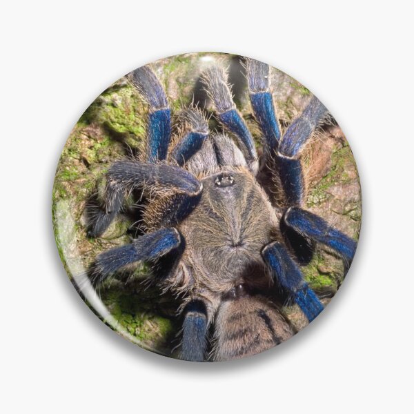 Item preview, Cobalt Blue Tarantula designed and sold by Kawka.