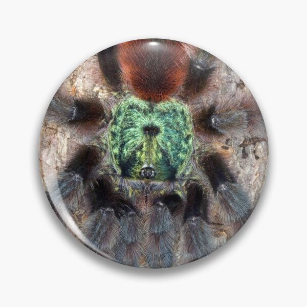 Item preview, Antilles pinktoe tarantula designed and sold by Kawka.