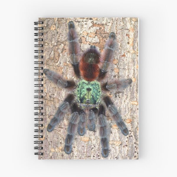 Item preview, Antilles pinktoe tarantula designed and sold by Kawka.