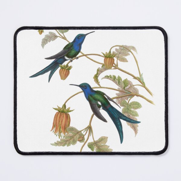 Item preview, Mexican Sabre Wing Hummingbirds Vintage Watercolor by John Gould Sweet Pretty Happy Birdwatching Gift designed and sold by ElegantTeaTime.