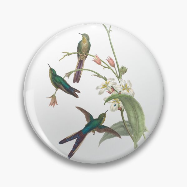 Artikelvorschau, Lila Schwanzkolibris Vintage Aquarell von John Gould Süßes, hübsches, glückliches Vogelbeobachtungsgeschenk entworfen und verkauft von ElegantTeaTime.