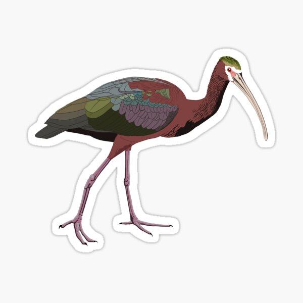 Item preview, White-Faced Ibis designed and sold by BennuBirdy.