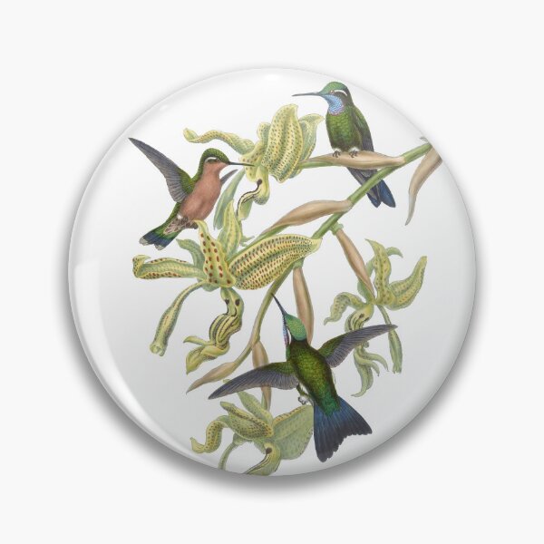 Artikelvorschau, Lila Throated Mountaingem Kolibris Vintage Aquarell von John Gould Süßes, hübsches, glückliches Vogelbeobachtungsgeschenk entworfen und verkauft von ElegantTeaTime.