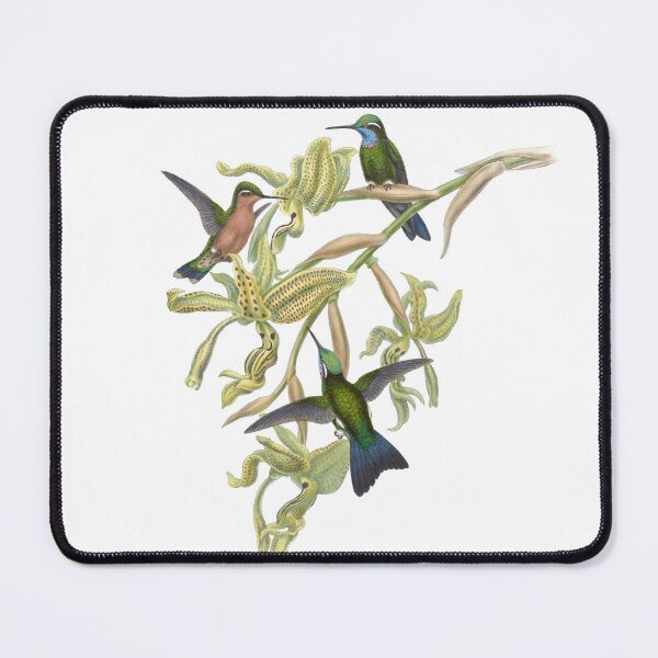 Artikelvorschau, Lila Throated Mountaingem Kolibris Vintage Aquarell von John Gould Süßes, hübsches, glückliches Vogelbeobachtungsgeschenk entworfen und verkauft von ElegantTeaTime.