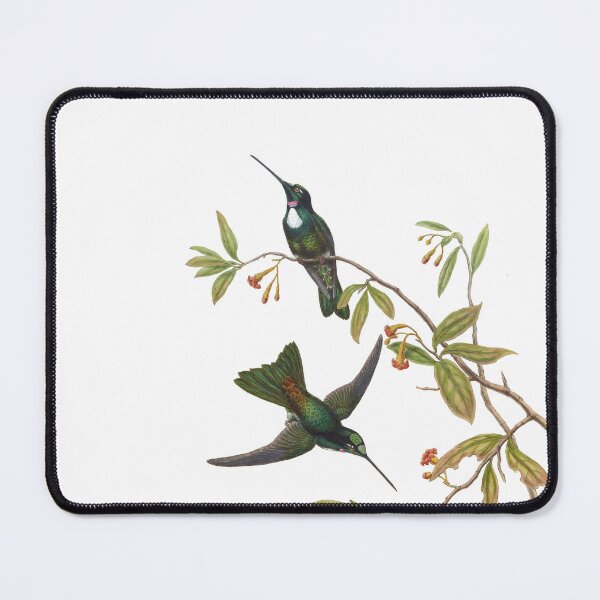 Item preview, Traviess Inca Hummingbirds Vintage Watercolor by John Gould Sweet Pretty Happy Birdwatching Gift designed and sold by ElegantTeaTime.