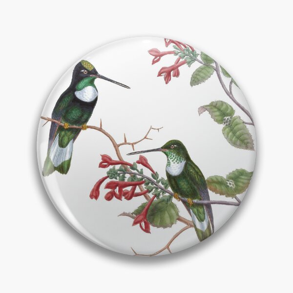 Artikelvorschau, Tschudis Inka Kolibris Vintage Aquarell von John Gould Süßes hübsches glückliches Vogelbeobachtungsgeschenk entworfen und verkauft von ElegantTeaTime.