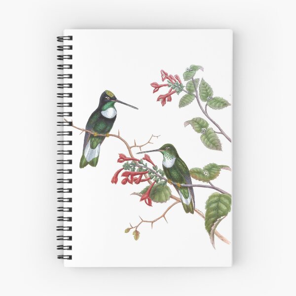 Artikelvorschau, Tschudis Inka Kolibris Vintage Aquarell von John Gould Süßes hübsches glückliches Vogelbeobachtungsgeschenk entworfen und verkauft von ElegantTeaTime.