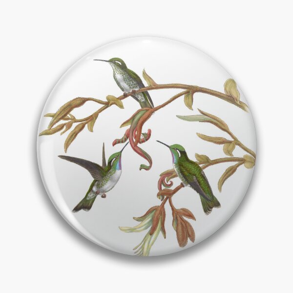 Artikelvorschau, White Bellied Cacique Kolibris Vintage Aquarell von John Gould Süßes, hübsches, glückliches Vogelbeobachtungsgeschenk entworfen und verkauft von ElegantTeaTime.