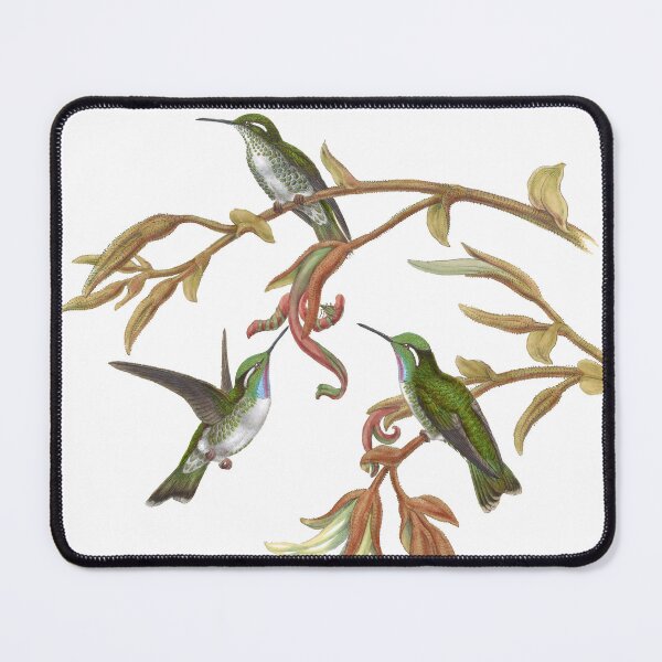 Item preview, White Bellied Cacique Hummingbirds Vintage Watercolor by John Gould Sweet Pretty Happy Birdwatching Gift designed and sold by ElegantTeaTime.