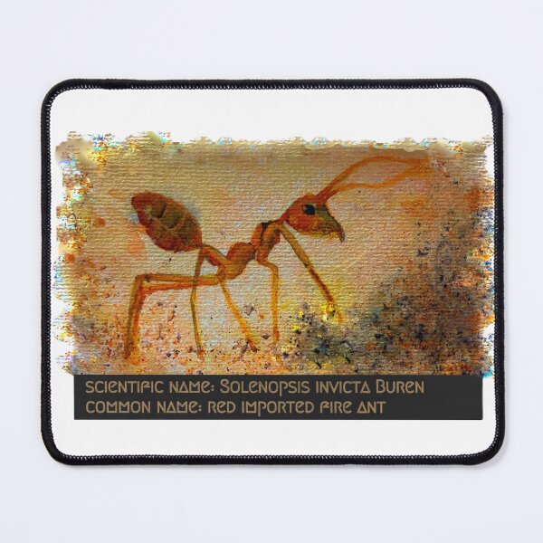 Item preview, Fire Ant watercolor with Scientific Definition-Solenopsis Invicta Buren designed and sold by LkateMc.