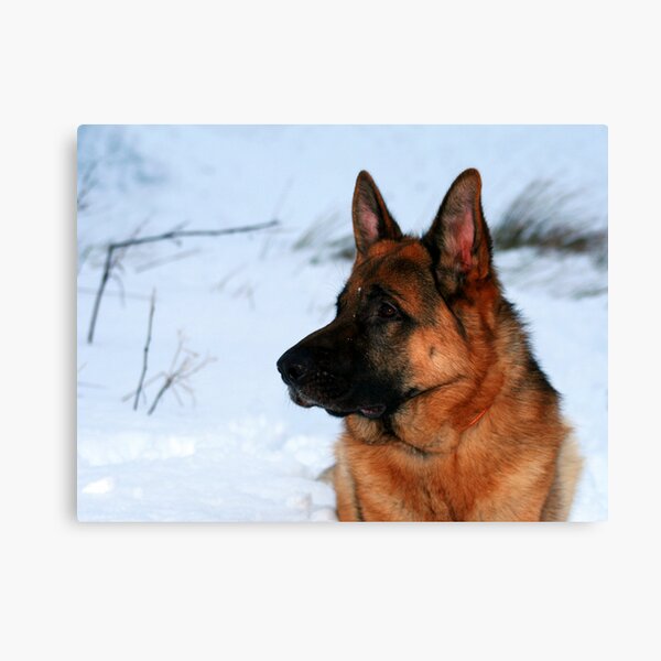 Keeloh Canvas Print