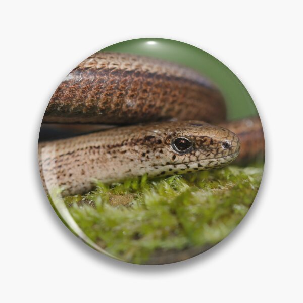 Item preview, Basking slow worm -  Anguis fragilis designed and sold by Christian Moss.