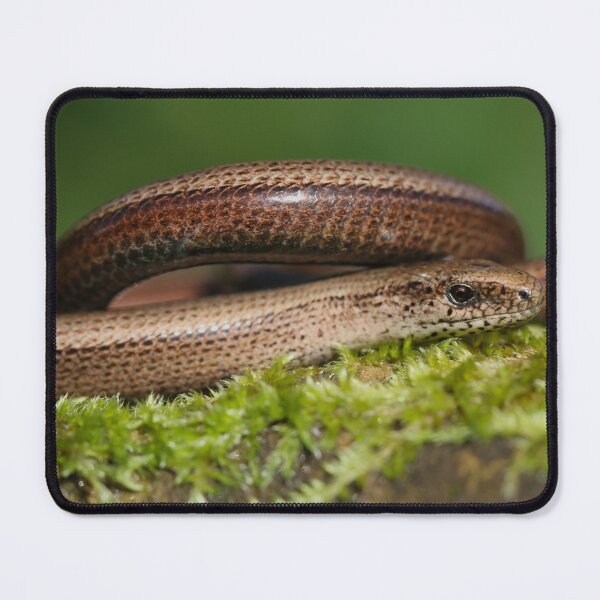 Item preview, Basking slow worm -  Anguis fragilis designed and sold by Christian Moss.