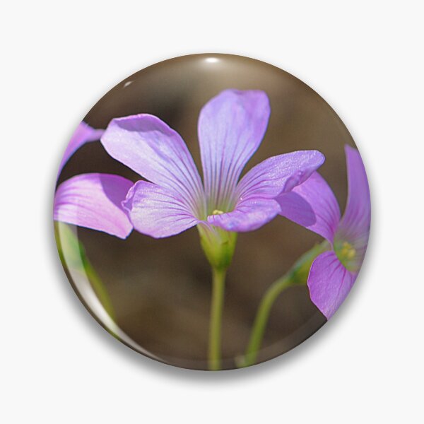 Item preview, Three little pink Woodsorrel flowers in a row designed and sold by IPPhotography.