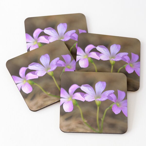 Item preview, Three little pink Woodsorrel flowers in a row designed and sold by IPPhotography.