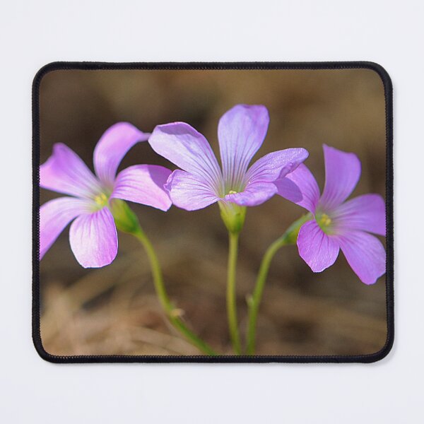 Item preview, Three little pink Woodsorrel flowers in a row designed and sold by IPPhotography.