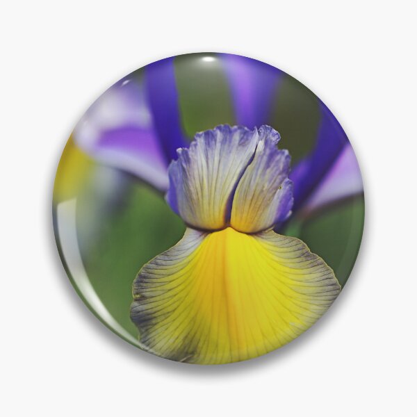 Item preview, Beardless Iris Purples And Yellow designed and sold by Joy Watson - Natural Light Photography .