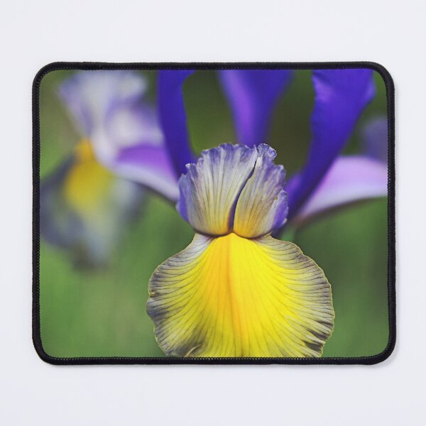 Item preview, Beardless Iris Purples And Yellow designed and sold by Joy Watson - Natural Light Photography .