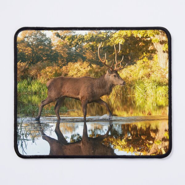 Item preview, Stag in autumn scene walks through shallow stream designed and sold by Junkyardmax.