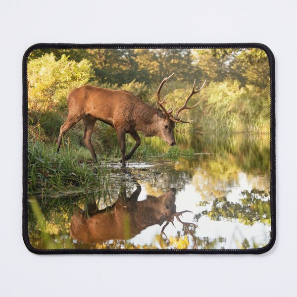 Item preview, Red deer stag crossing mirror lake designed and sold by Junkyardmax.