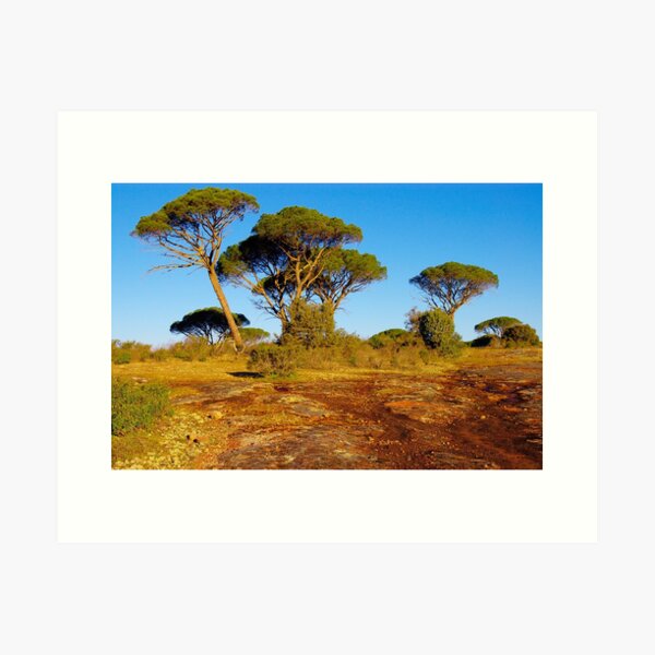 Parasol pines in Provence Art Print