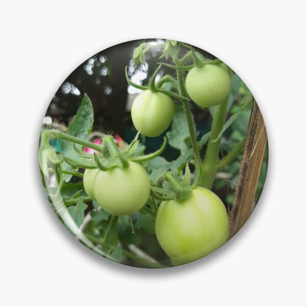 Item preview, Tomatoes Tree designed and sold by sokileri999.