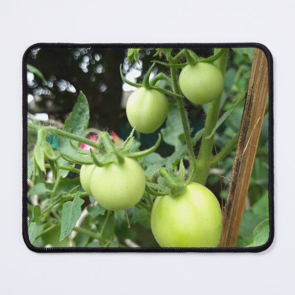 Item preview, Tomatoes Tree designed and sold by sokileri999.