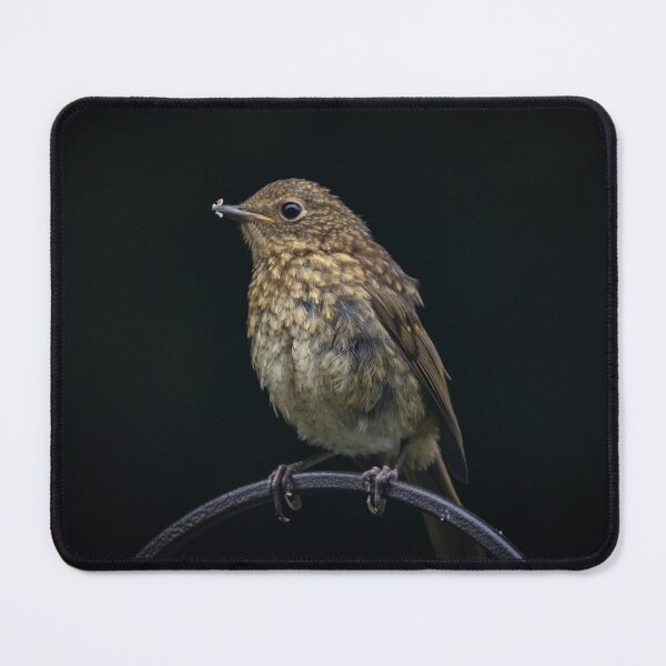 Item preview, Gorgeous baby Robin designed and sold by StelleryART.
