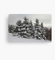 Winter White Canvas Print