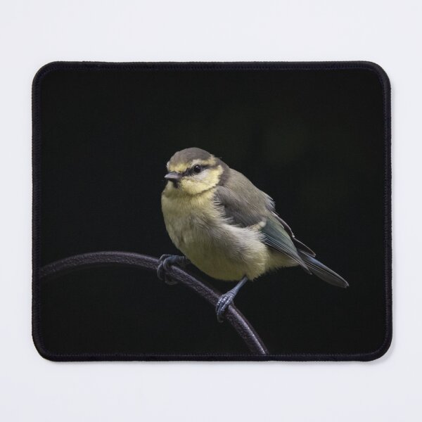 Item preview, Lone Baby Blue Tit designed and sold by StelleryART.