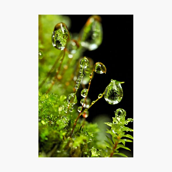 Item preview, looking through the world of moss.. designed and sold by Tata Tjahjadi.