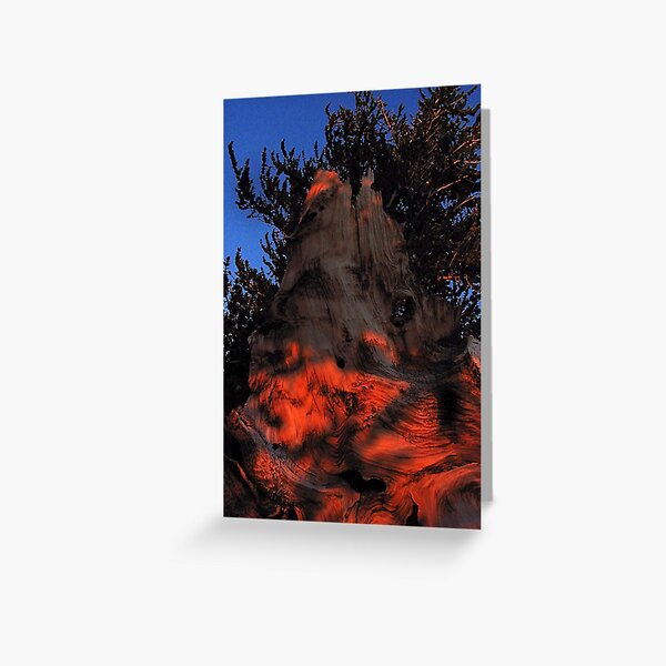 Ancient Bristlecone Pine, Eastern Sierra Greeting Card