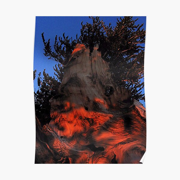 Ancient Bristlecone Pine, Eastern Sierra Poster