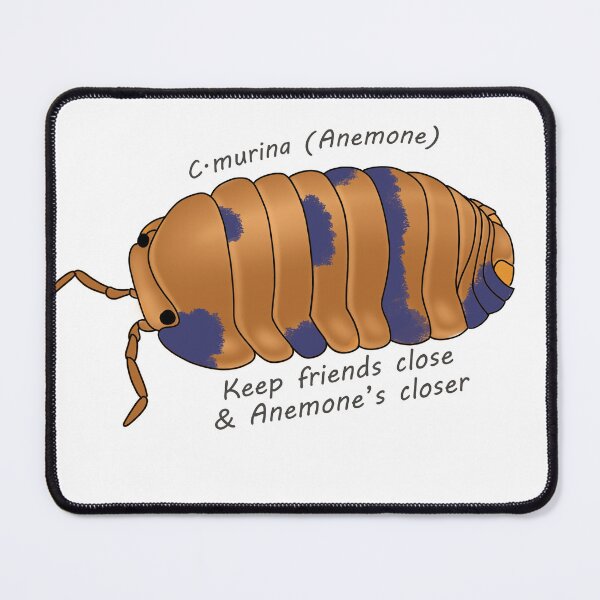 Item preview, C.murina (anemone ) keep friends close & anemone's closer designed and sold by Binkykun.