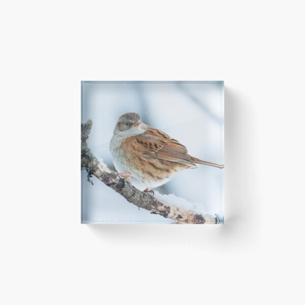 Item preview, winter bird scene designed and sold by AndrewJonesFoto.