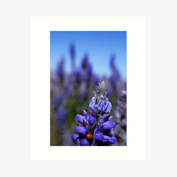 Lady Bug Lupin, Eastern Sierra Art Print