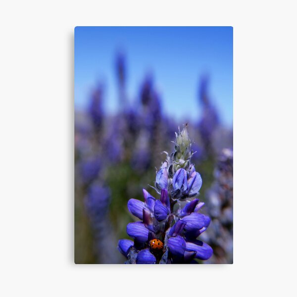 Lady Bug Lupin, Eastern Sierra Canvas Print