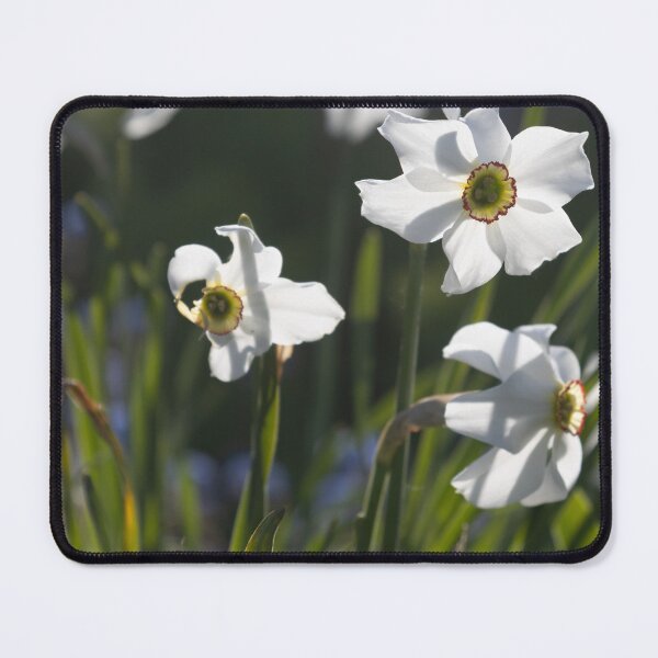 Item preview, Poet's Daffodil designed and sold by Calidris Fotografie Steffi & Ben Köppler.