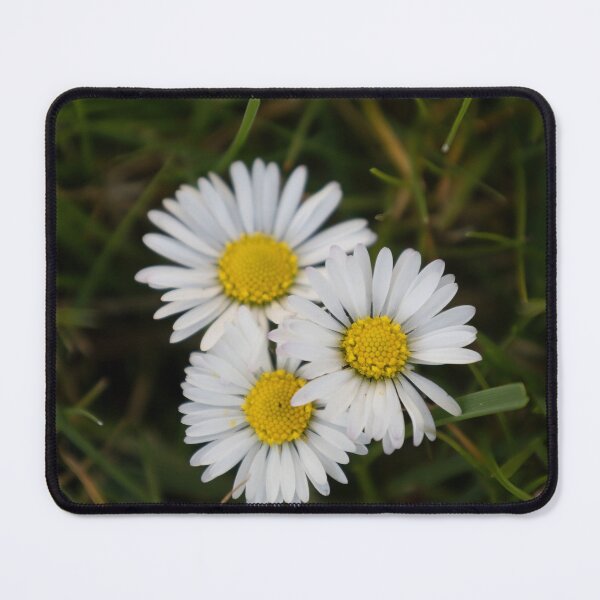 Item preview, Daisies designed and sold by Calidris Fotografie Steffi & Ben Köppler.