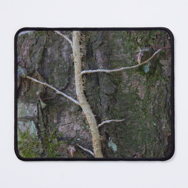 Item preview, Ivy climbs a tree designed and sold by Calidris Fotografie Steffi & Ben Köppler.